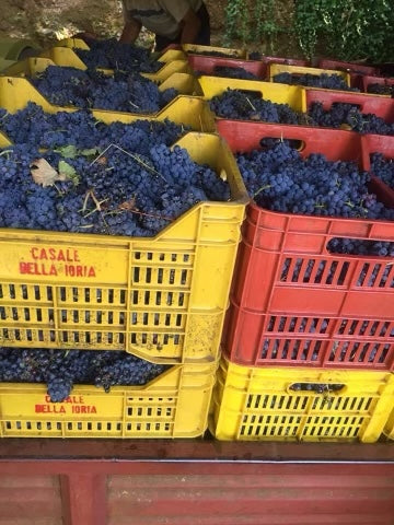 Focus on Cesanese:  Lazio's only  DOCG Red Grape